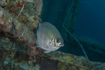 Fish swimming in sea