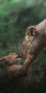 Lioness drinking water