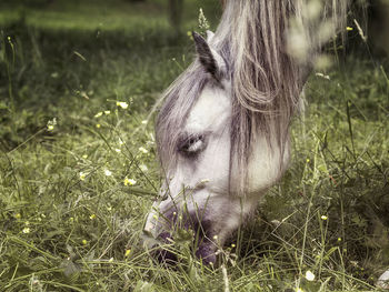 Close-up of a horse on field