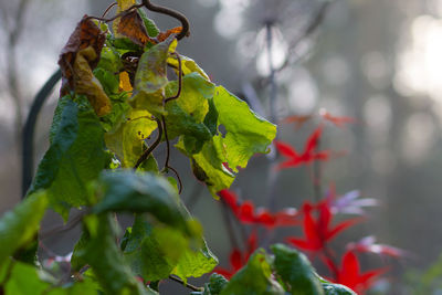 Close-up of green plant