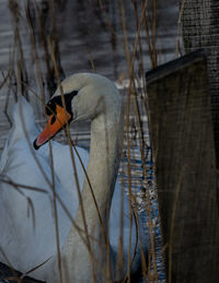 Close-up of bird