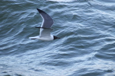 Seagull swimming in sea