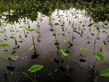 Reflection of trees in pond