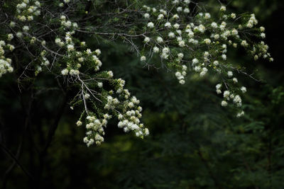 Close-up of white flowering plant