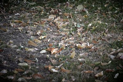 High angle view of fallen leaves on field