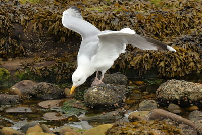 Seagull on rock by seashore 