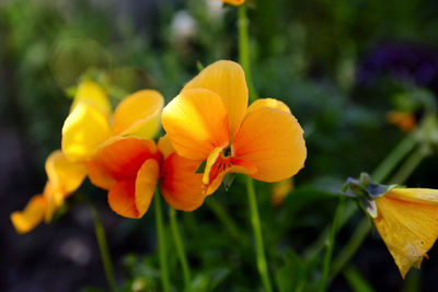 Close-up of yellow flowering plant