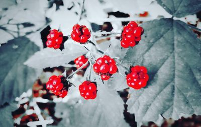 Close-up of red berries on plant