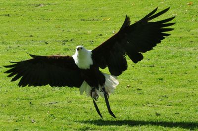 Close-up of eagle flying over field