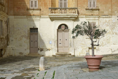 Potted plants against old building