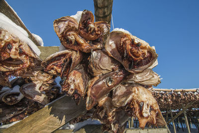 Close-up of dried fish for sale
