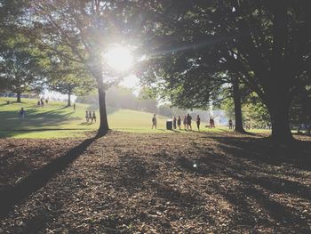 Sun shining through trees