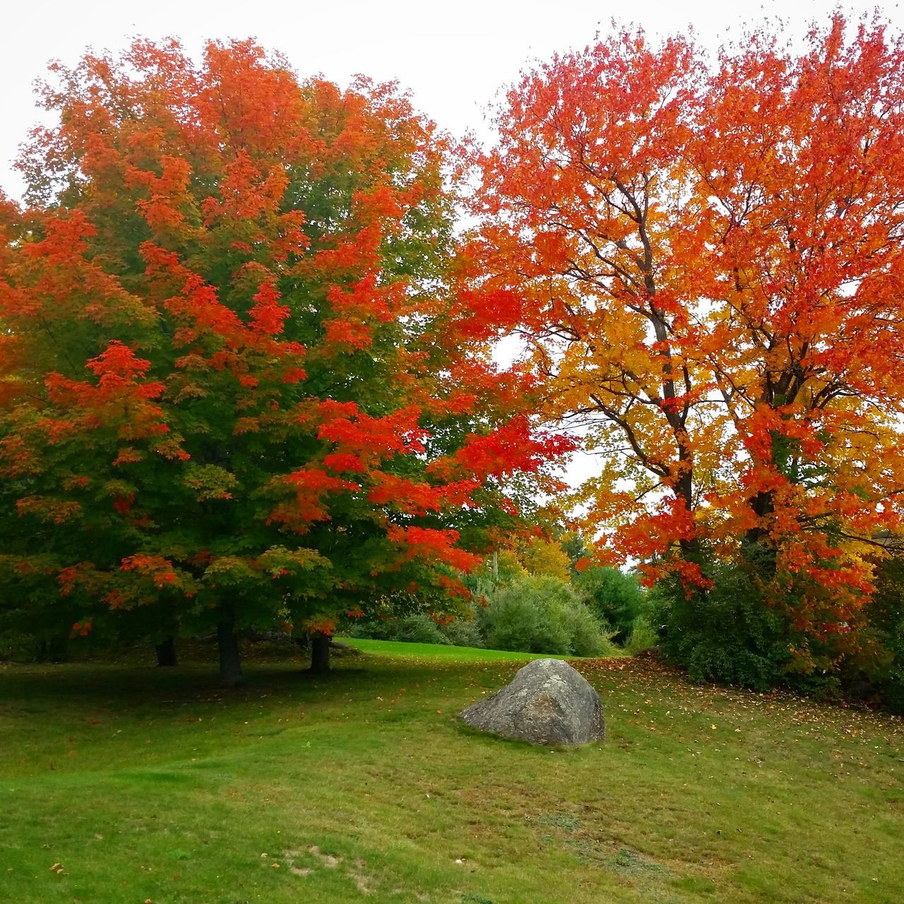 AUTUMN TREES IN PARK