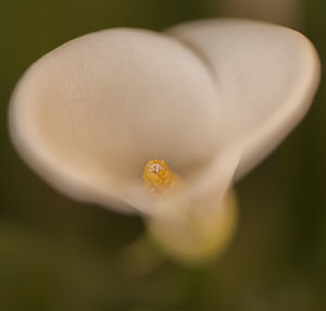 Close-up of flower blooming outdoors