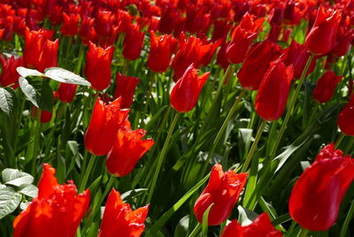 Close-up of red poppy flowers blooming outdoors