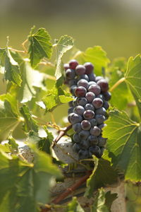 Close-up of grapes growing in vineyard