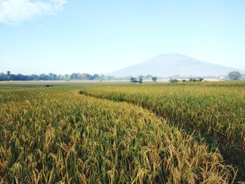 Scenic view of agricultural field against sky