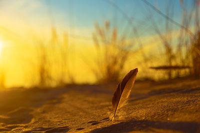 Whispers of the sea. sunset serenade with a feather on baltic shores. sea shore scenery.