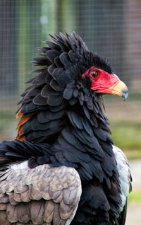 Close-up side view of bateleur eagle at zoo