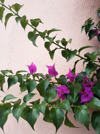 Close-up of bougainvillea blooming against wall