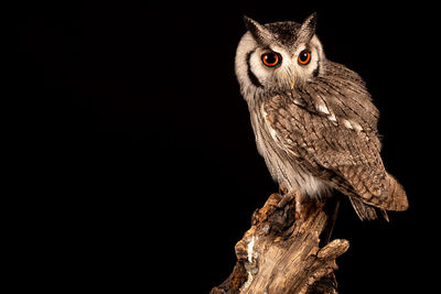 Close-up portrait of owl