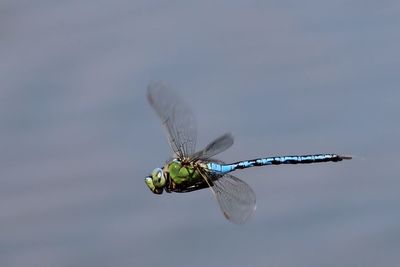 Close-up of dragonfly flying against sky