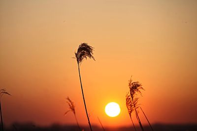 Close-up of silhouette plant against orange sky