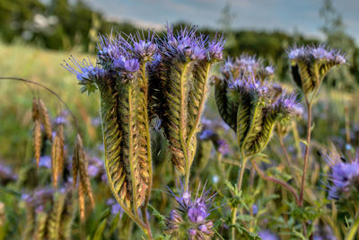 Close-up of phacelia growing on field