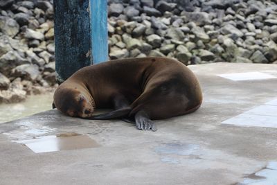 Sea lion sleeping on pavement