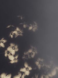 Close-up of white flowers