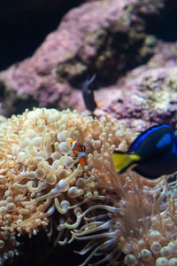 Close-up of fish swimming in sea