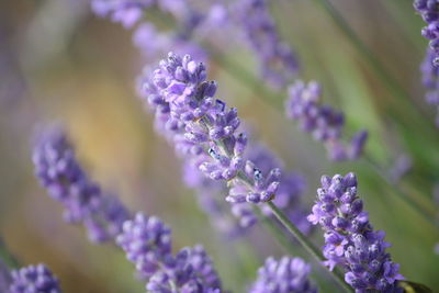 Close-up of lavender flowers