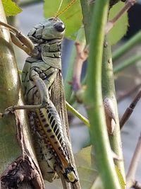 Close-up of lizard on tree