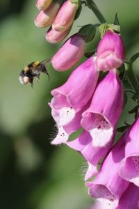 Close-up of bee on pink flower