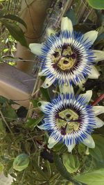 Close-up of blue flowers