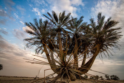 Palm trees at beach against sky