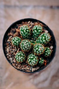 High angle view of succulent plant on table