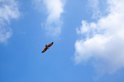 Low angle view of bird flying in sky