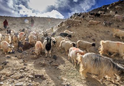 View of sheep on landscape