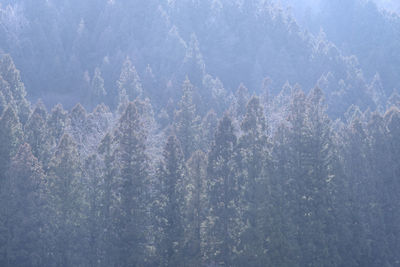 Trees growing in forest on sunny day