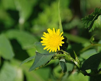 Close-up of yellow flowering plant