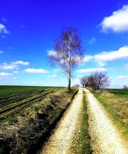 Tree on field against blue sky