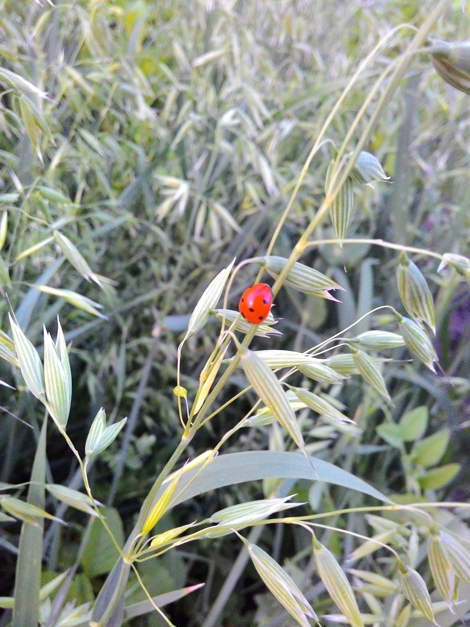 red, growth, plant, freshness, close-up, nature, focus on foreground, beauty in nature, field, grass, stem, flower, insect, animal themes, selective focus, ladybug, one animal, day, fruit, no people