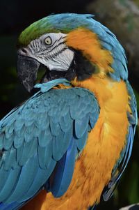 Close-up of a bird perching