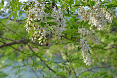 Close-up of cherry blossoms