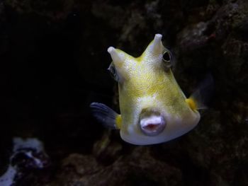 Close-up of fish swimming in sea