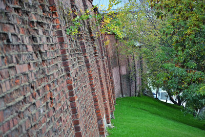 Ivy growing on tree