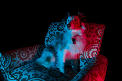 Dog in armchair against black background