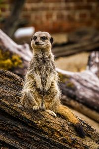 Squirrel sitting on wood in zoo