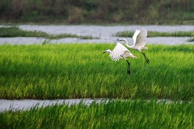 White bird flying over grass on field